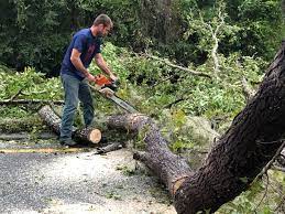 How Our Tree Care Process Works  in  Bellaire, TX