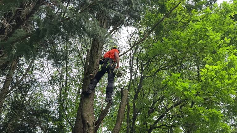 Professional Tree Services in Bellaire, TX